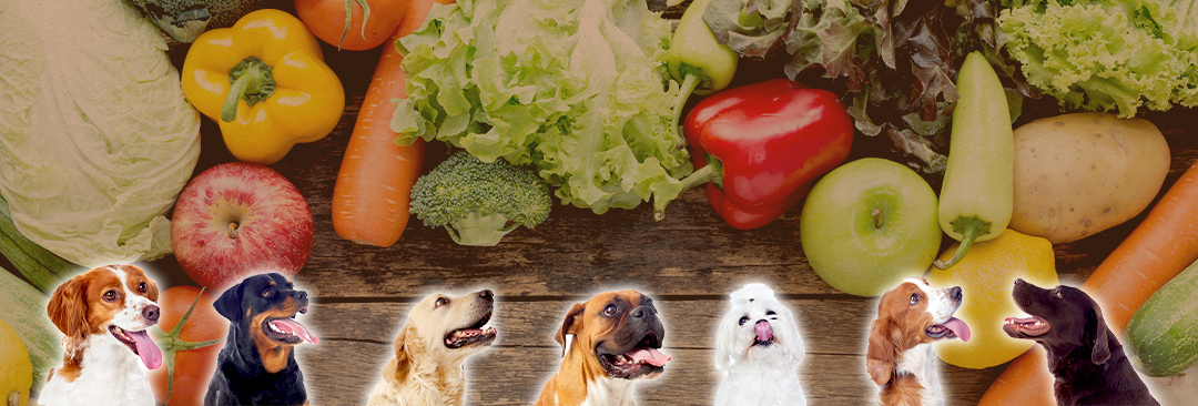 野菜とペットイメージ